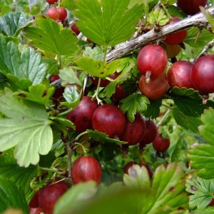 Egreš obyčajný (Grossularia uva-crispa) ´HINNONMAKI ROT´ - výška: 30-50 cm, stredne skorý, červený, C3L - KRÍKOVÝ