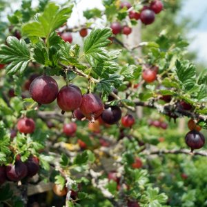 Egreš obyčajný (Grossularia uva-crispa) ´NIESLUCHOWSKI´ - výška 70-100 cm, stredne skorý, C2L - STROMČEKOVÝ/ NA KMIENKU