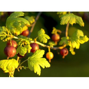  Egreš obyčajný (Grossularia uva-crispa) ´HINNONMAKI ROT´ - výška 70-100 cm, stredne skorý, červený, C2L - STROMČEKOVÝ/ NA KMIENKU