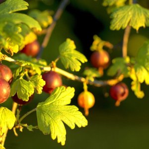  Egreš obyčajný (Grossularia uva-crispa) ´HINNONMAKI ROT´ - výška 80-120 cm, stredne skorý, červený, C2L - STROMČEKOVÝ/ NA KMIENKU