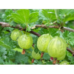 Egreš obyčajný (Grossularia uva-crispa) ´HINNONMÄKI GRÖN´ - výška 20-30 cm, stredne skorý, P9 - KRÍKOVÝ 