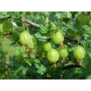 Egreš obyčajný (Grossularia uva-crispa) ´INVICTA´ - výška 40-60 cm, kont. C2L, stredne skorý, zelený - KRÍKOVÝ