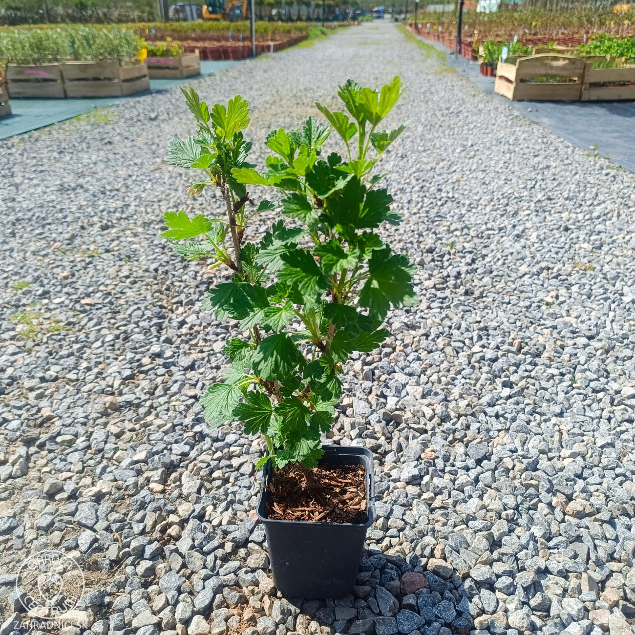 Obrázok Egreš obyčajný (Grossularia uva-crispa) ´KRASNOSLAVJANSKIJ´ - výška: 30-40 cm, stredne skorý, červený, P9 - KRÍKOVÝ