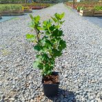 Egreš obyčajný (Grossularia uva-crispa) ´KRASNOSLAVJANSKIJ´ - výška: 30-40 cm, stredne skorý, červený, P9 - KRÍKOVÝ