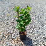 Egreš obyčajný (Grossularia uva-crispa) ´KRASNOSLAVJANSKIJ´ - výška: 30-40 cm, stredne skorý, červený, P9 - KRÍKOVÝ