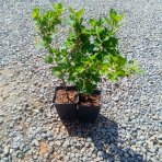 Egreš obyčajný (Grossularia uva-crispa) ´KRASNOSLAVJANSKIJ´ - výška: 30-40 cm, stredne skorý, červený, P9 - KRÍKOVÝ