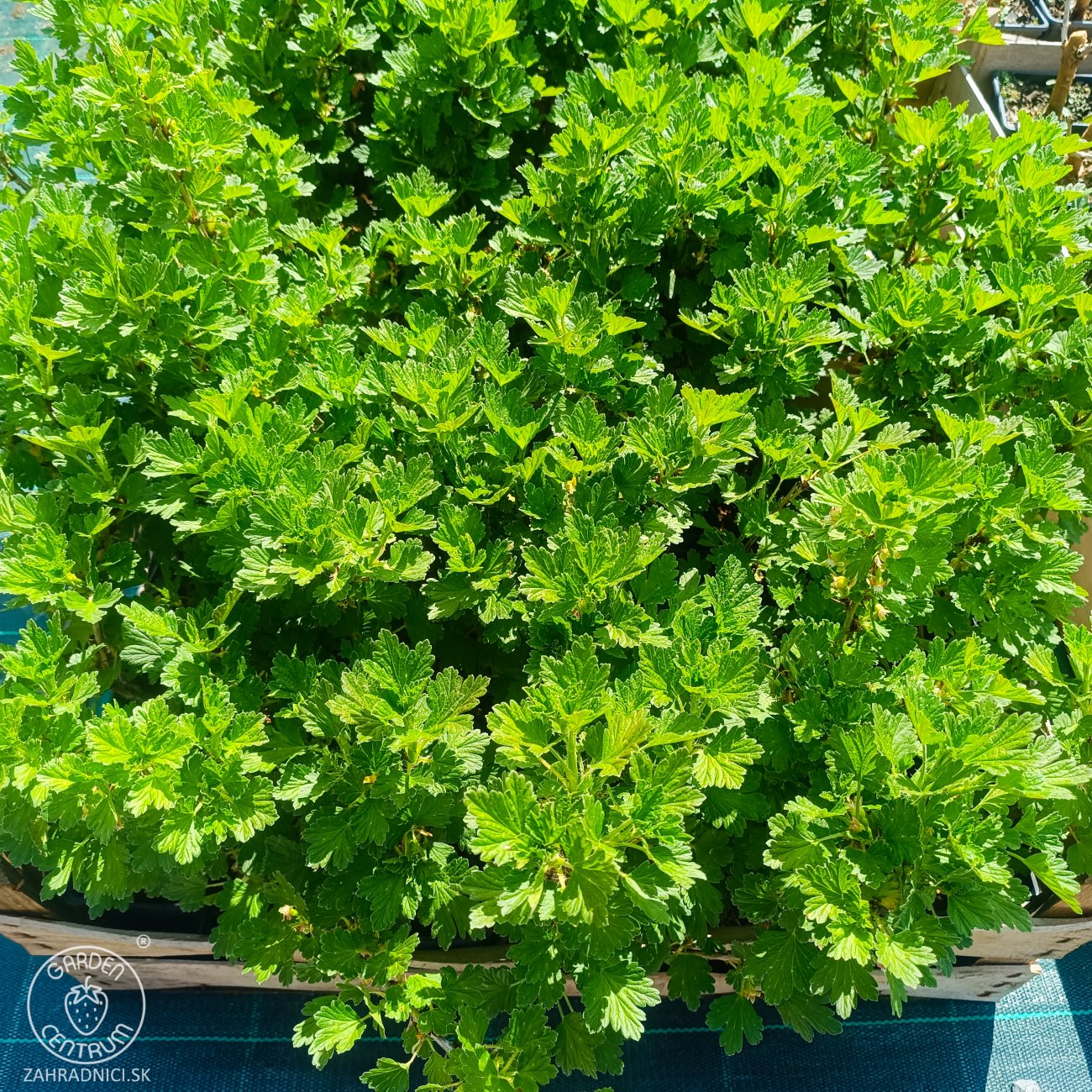 Obrázok Egreš obyčajný (Grossularia uva-crispa) ´KRASNOSLAVJANSKIJ´ - výška: 30-40 cm, stredne skorý, červený, P9 - KRÍKOVÝ