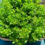 Egreš obyčajný (Grossularia uva-crispa) ´KRASNOSLAVJANSKIJ´ - výška: 30-40 cm, stredne skorý, červený, P9 - KRÍKOVÝ