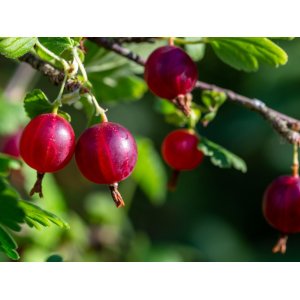 Egreš obyčajný (Grossularia uva-crispa) ´KRASNOSLAVJANSKIJ´- výška 80-100 cm, červený, voľnokorenný - STROMČEKOVÝ/ NA KMIENKU