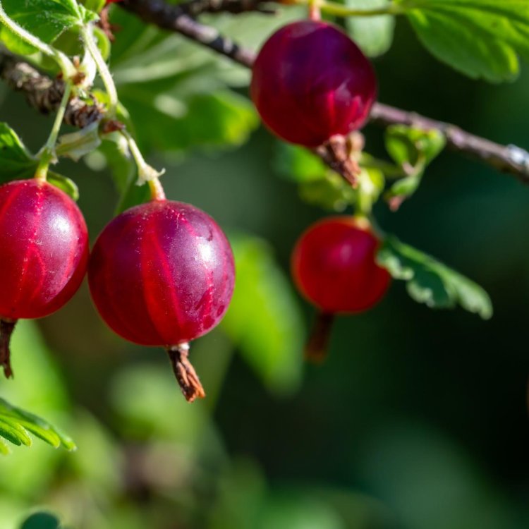 Egreš obyčajný (Grossularia uva-crispa) ´KRASNOSLAVJANSKIJ´- výška 80-100 cm, červený, voľnokorenný - STROMČEKOVÝ/ NA KMIENKU