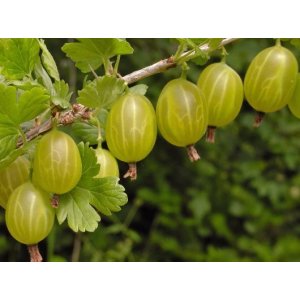 Egreš obyčajný (Grossularia uva-crispa) ´INVICTA´ - výška 40-60 cm, kont. C3L/C4L, stredne skorý, zelený - KRÍKOVÝ
