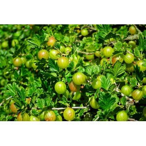  Egreš obyčajný (Grossularia uva-crispa) ´TRIUMF´ - výška 70-100 cm, neskorý, C2L - STROMČEKOVÝ/ NA KMIENKU