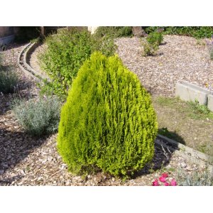 Tuja východná (Thuja orientalis) ´ELEGANTISSIMA´ - výška 20-40 cm, kont. C5L