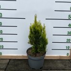 Tuja východná (Thuja orientalis) ´ELEGANTISSIMA´ - výška 20-40 cm, kont. C5L