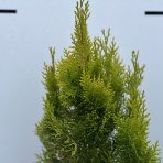 Tuja východná (Thuja orientalis) ´ELEGANTISSIMA´ - výška 20-40 cm, kont. C5L