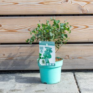 Eukalyptus (Eucalyptus pulverulenta) ´BABY BLUE´ - výška 15-20 cm, kont. C1L (-11°C)