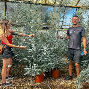 Eukalyptus gunnii (Eucalyptus gunnii) ´AZURA´ - výška 150-200 cm, kont. C35L