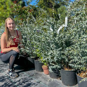 Eukalyptus (Eucalyptus) ´GUNNII´ - výška 80-100 cm, kont. C10L (-11°C)