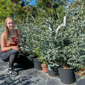 Eukalyptus (Eucalyptus) ´GUNNII´ - výška 200-250 cm, kont. C18L (-11°C)