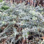 Eukalyptus (Eucalyptus) ´GUNNII´ - výška 70-90 cm, kont. C7L - NA KMIENKU (-13°C)