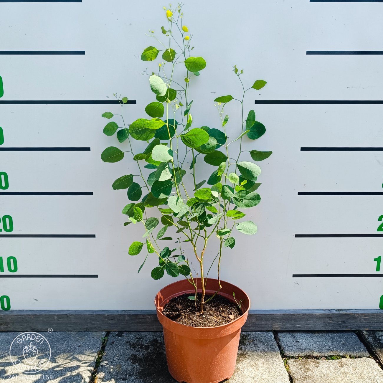 Obrázok Eukalyptus striebrolistý (Eucalyptus polyanthemos) - výška 40-70 cm, kont. C3L