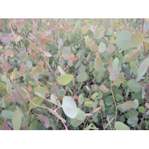 Eukalyptus (Eucalyptus polyanthemos) ´RED BOX´ - výška 60-80 cm, kont. C5L (-12°C)
