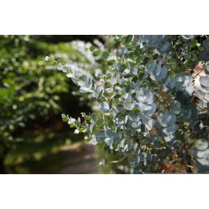  Eukalyptus striebrolistý (Eucalyptus polyanthemos) - výška 40-70 cm, kont. C3L