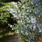 Eukalyptus striebrolistý (Eucalyptus polyanthemos) - výška 40-70 cm, kont. C3L
