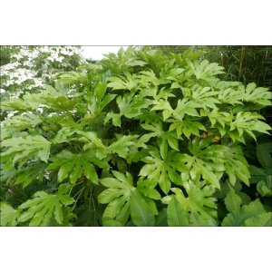 Arália japonská (Fatsia Japonica) - výška 60-80 cm, kont. C5L