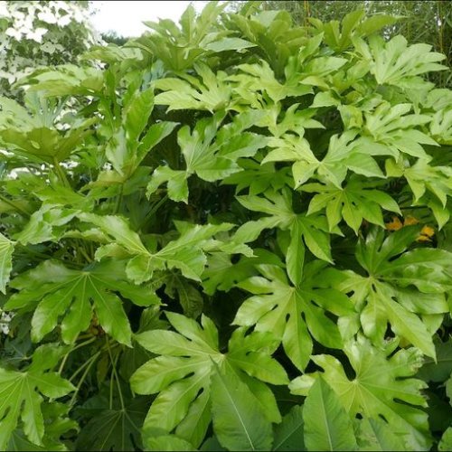 Arália japonská (Fatsia Japonica) - výška: 100+ cm, kont. C45L