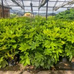 Arália japonská (Fatsia Japonica) - výška: 70-100 cm, kont. C7L