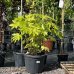 Arália japonská (Fatsia Japonica) - výška: 100+ cm, kont. C45L