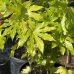 Arália japonská (Fatsia Japonica) - výška: 100+ cm, kont. C45L
