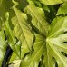Arália japonská (Fatsia Japonica) - výška: 100+ cm, kont. C45L