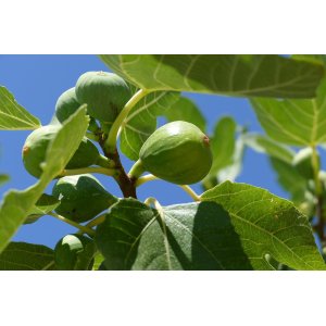 Figovník jedlý (Ficus Carica) ´BROGIOTTO BIANCO´ - výška 180-200 cm, kont. C25L