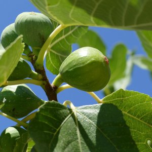 Figovník jedlý (Ficus Carica) ´BROGIOTTO BIANCO´ - výška 180-200 cm, kont. C25L