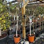Figovník jedlý (Ficus Carica) ´BROGIOTTO BIANCO´ - výška 180-200 cm, kont. C25L