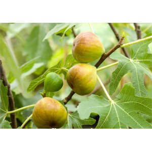 Figovník jedlý (Ficus Carica) ´BROGIOTTO BIANCO´ - výška 110-140 cm, obvod kmeňa 4/6 cm, kont. C9L (-18°C) 