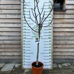 Figovník jedlý (Ficus Carica) ´BROGIOTTO BIANCO´ - výška 180-200 cm, kont. C25L