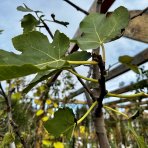 Figovník jedlý (Ficus Carica) ´BROGIOTTO BIANCO´ - výška 180-200 cm, kont. C25L