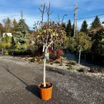 Figovník jedlý (Ficus Carica) ´BROGIOTTO BIANCO´ - výška 180-200 cm, kont. C25L