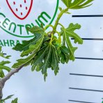 Figovník obyčajný (Ficus carica) ´DALMATIE´  - výška 110-130 cm, kont. C10L (-16°C)
