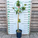 Figovník obyčajný (Ficus carica) ´DALMATIE´  - výška 110-130 cm, kont. C10L (-16°C)