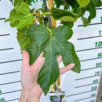 Figovník jedlý (Ficus Carica) ´BROGIOTTO NERO´ - výška 110-140 cm, obvod kmeňa 4/6cm, kont. C9L (-16°C) 