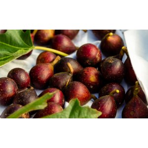 Figovník (ficus carica) ´LITTLE MISS FIGGY®´- výška 30-50 cm, kont. C3L (-18°C)