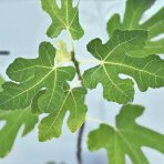 Figovník (Ficus carica) ´BROWN TURKEY´ - výška 80-110 cm, kont. C2L (-10°C)