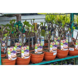 Figovník obyčajný (Ficus carica) ´BROWN TURKEY´ - výška: 30-40 cm, kont. C3L (-20°C) - BONSAJ (DECO MISA)