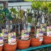 Figovník obyčajný (Ficus carica) ´BROWN TURKEY´ - výška 20-50 cm, kont. C2L (-20°C) - BONSAJ