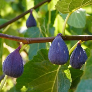 Figovník obyčajný (Ficus carica) ´BROWN TURKEY´ - výška 20-50 cm, kont. C2L (-20°C) - BONSAJ