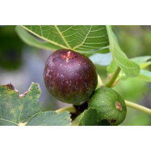 Figovník (Ficus carica) ´BROWN TURKEY´ - výška 300-350 cm, obvod kmeňa: 16/18 cm, kont. C70L (-20°C)